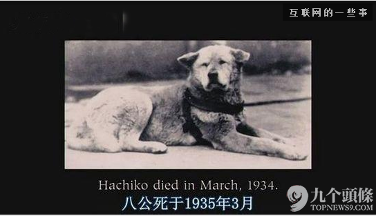 字幕組走了 留下一池奇葩翻譯：“日子過得跟新聞聯(lián)播一樣”?,互聯(lián)網(wǎng)的一些事